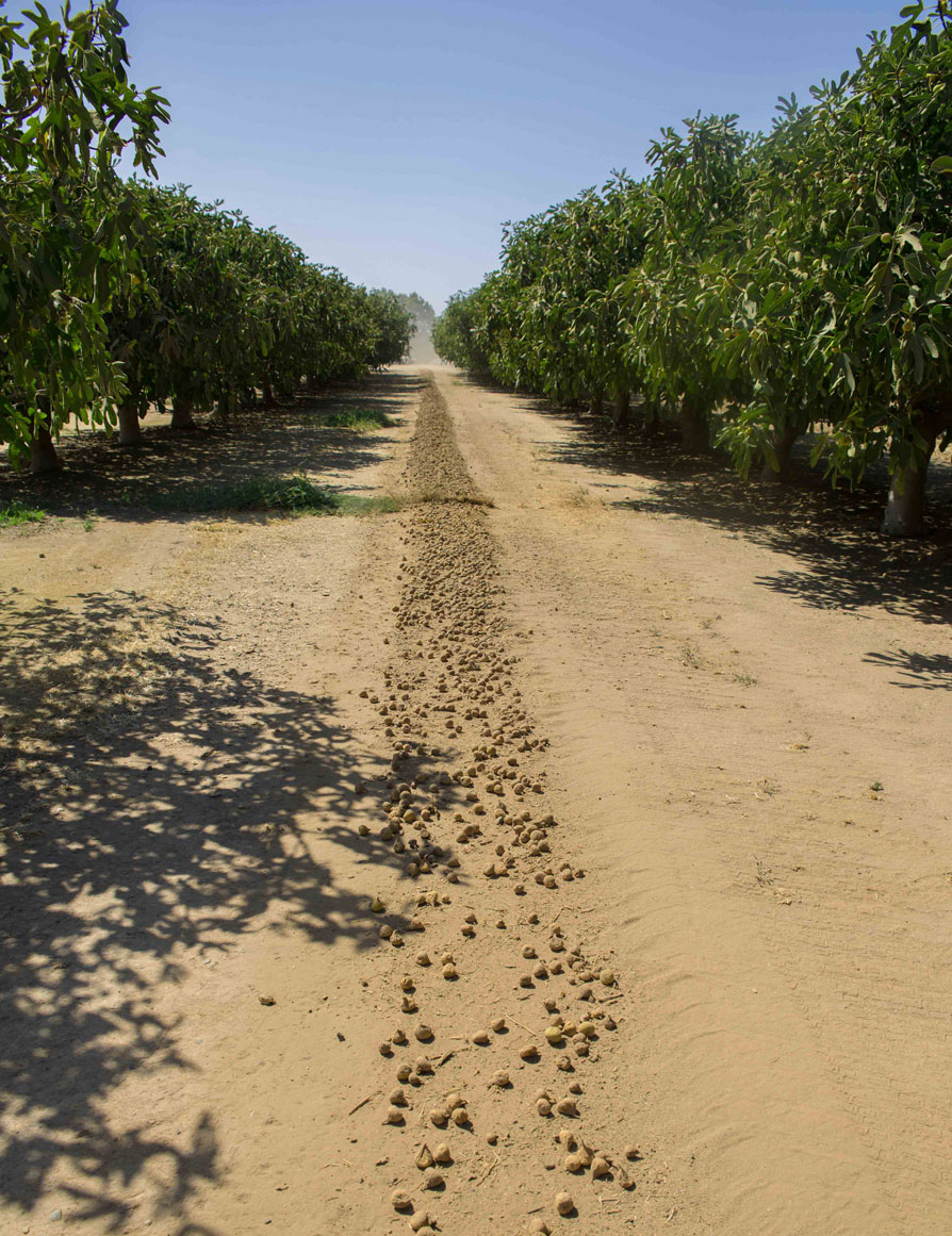 Growing Figs Commercial Fig Production Valley Fig Growers