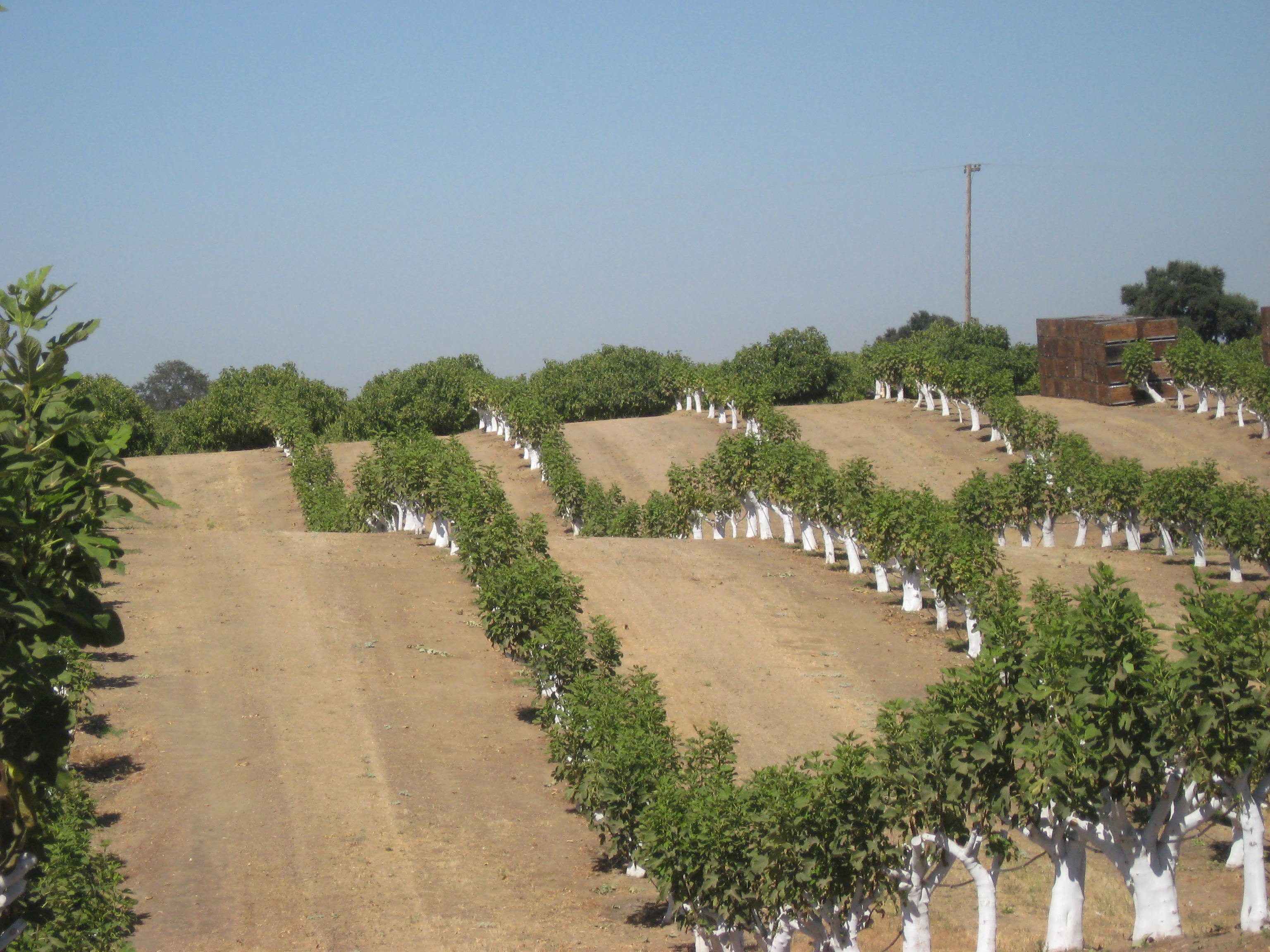 October 2012 Fig Focus - Valley Fig Growers