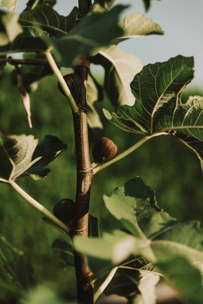 Fresh figs on the branches of a tree — read more about figs in the news